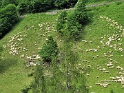 95 Le greggi sui pascoli di Pagliari